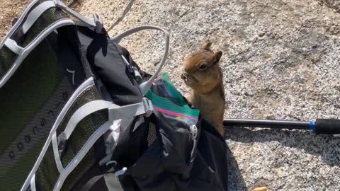 Bold chipmunk steals food right from hiking pack