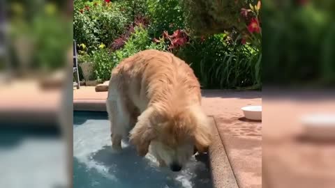 It's so hot in summer, give your dog a swimming pool,It can play happily all day long