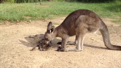 Kangaroo Apologizes to Family Cat !