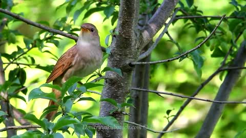 Singing nightingale. The best bird song.