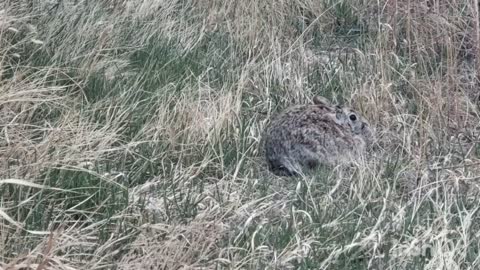 Cottontail in the Grass