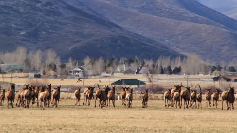 a large herd of elk in field running away panning shot