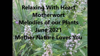 Relaxing With Heart Motherwort June 2021