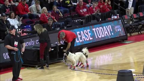 Dog Double Dutch at halftime of No. 21 Iowa at Rutgers # FOX SPORTS