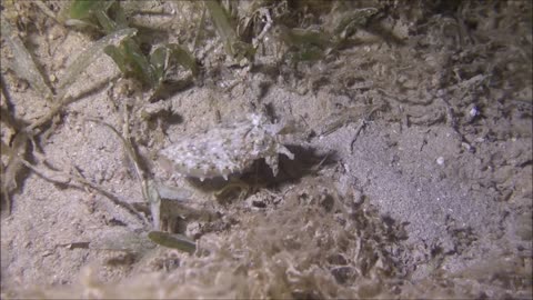 Squid swimming in the Red Sea, eilat israel