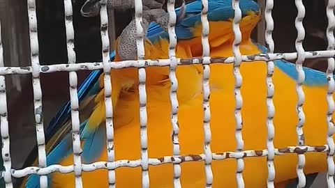 A Parrot In captive Cage