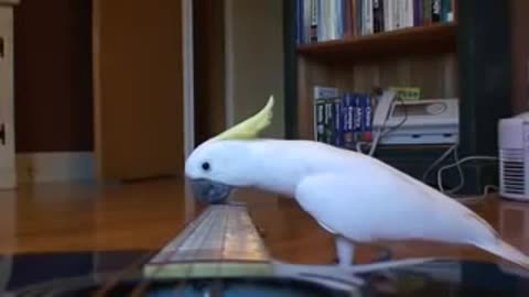WOW! Guitar Playing parrot funny pet bird cockatoo video!