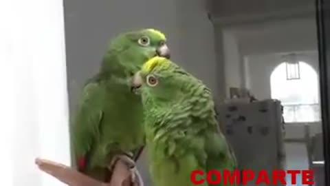 Loros cantando "Alabare a mi señor"