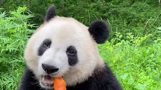 Beautiful panda feeding