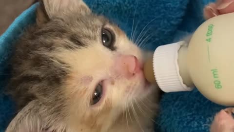 Baby Kittens Meowing Compilations This Video Will Melt Your Heart