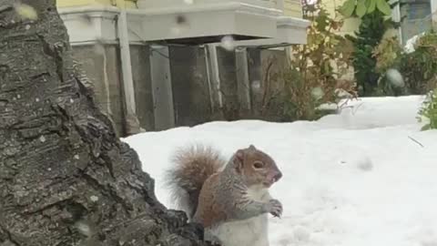 Fat Squirrel Snacking on Snow
