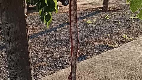 Preparing an Arizona Rattlesnake for Cooking - NSFW Language