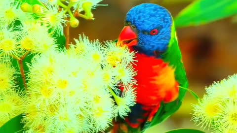 Beautiful 🥰 Birds Shorts