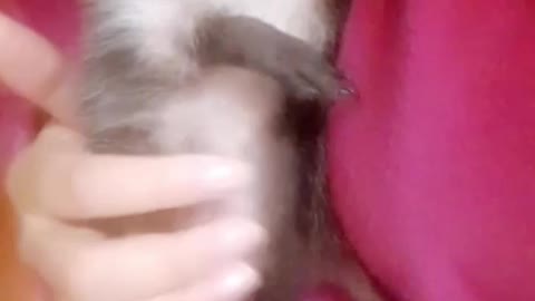 Cute wild hedgehog is ready to fall asleep