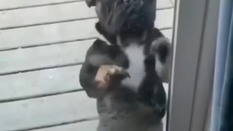 Cute Dog Dancing🐕🐕☺️☺️🐕🐕