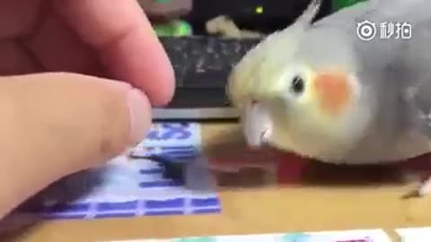 Bird wants some attention