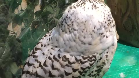 Beautiful white owl