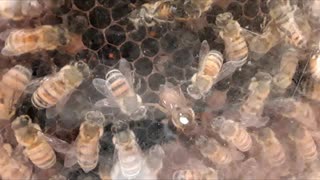 Queen bee laying eggs