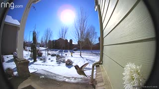 Hummingbird Hello Caught on Doorbell Camera