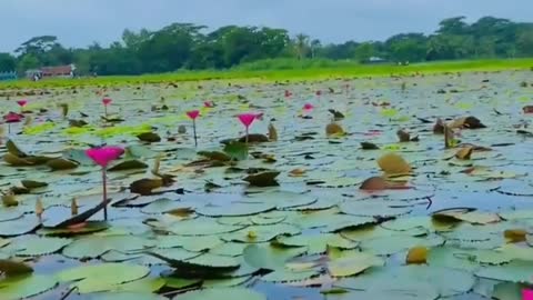 beautiful water lily garden