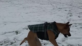 Dog getting snow thrown at it in slow motion