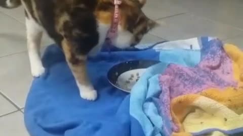 Silly cat burying her food