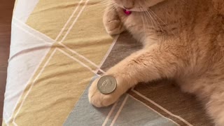 Cat Mimics Owner's Coin Trick