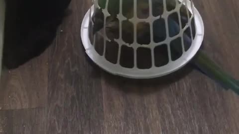 Sam the Parrot gets stuck underneath basket
