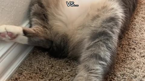 Touching my cat's foot.VS...