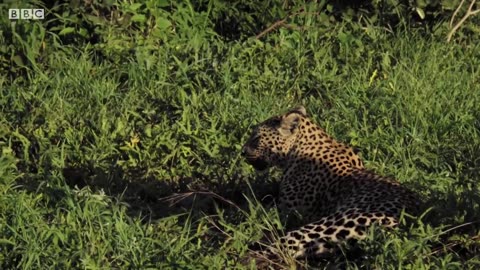 Why did this Mother Leopard Fight with her own Daughter? | Mammals | Mysterious Wildlife