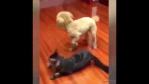 cat and dog fight 狗与猫斗争 dog vs cat