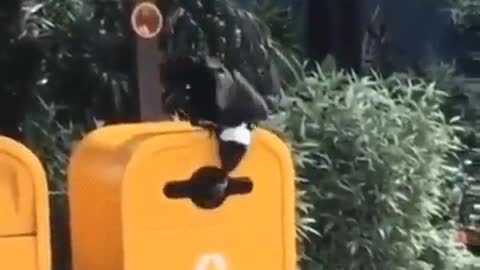We need more crows