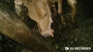 How to get milk from cow