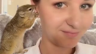 Squirrel loves to groom her owner