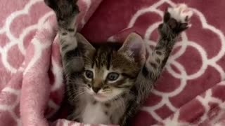 Cute kitten wakes up