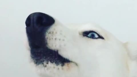 Emotional Husky Howls With Excitement To Owner’s Confession