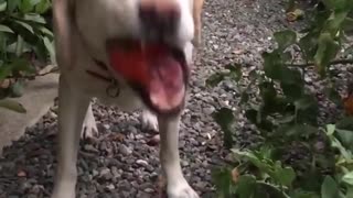 Dog Eats A Tomato