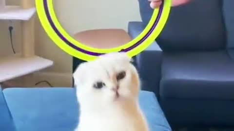 | CAT CUTE VIDEO | BEAUTIFUL CAT | CAT PLAYING | ANIMAL JUMPING | CUTE CAT |