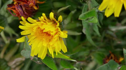 Amazing Time Lapse Video of Flowers Blooming in Reverse