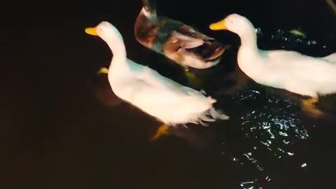 Duck inside water