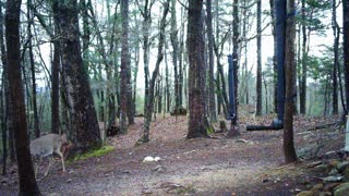 The Woods - 04/01/2021