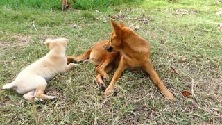 This dog are best friend of baby monkey