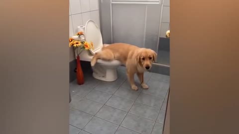 funny dogs and animals reaction