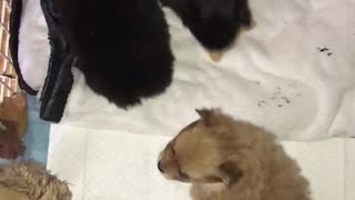 Pomeranian puppies playing