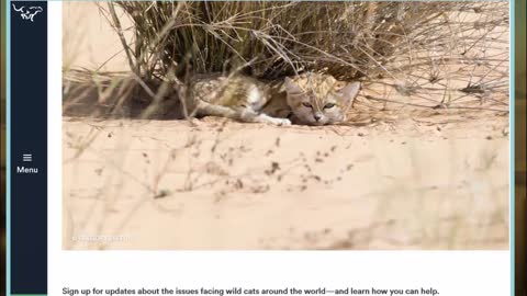 Sand Kittens, Strikingly Rare And Elusive Wild Cats Were Caught On Camera For The Very First Time