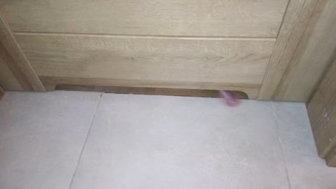 Dog licks floor from underneath door