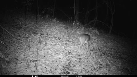 Doe eating Leaves in the snow