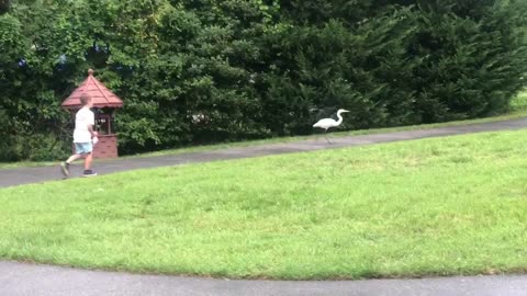 Boy has close encounter with the neighborhood egret