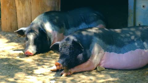 Two sleeping pigs look very comfortable