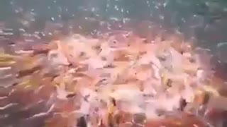 Fishes are fighting on food